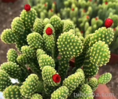 新手必养盆栽仙人掌十大避坑指南，养花朋友必看！ - 图画吧TUHUABA