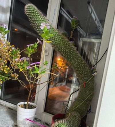 女子晒老妈养了19年的仙人球，网友：成精了，躺着也能“卷出圈” - 图画吧TUHUABA
