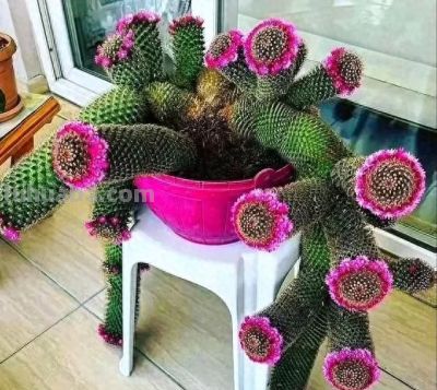 女子晒老妈养了19年的仙人球，网友：成精了，躺着也能“卷出圈” - 今日头条