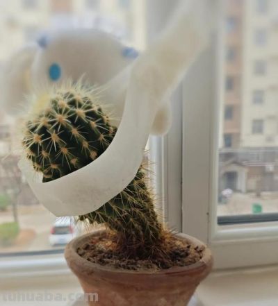 女子晒老妈养了19年的仙人球，网友：成精了，躺着也能“卷出圈” - 图画吧TUHUABA