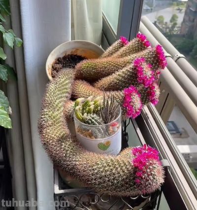 女子晒老妈养了19年的仙人球，网友：成精了，躺着也能“卷出圈” - 图画吧TUHUABA