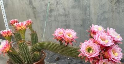 女子晒老妈养了19年的仙人球，网友：成精了，躺着也能“卷出圈” - 图画吧TUHUABA