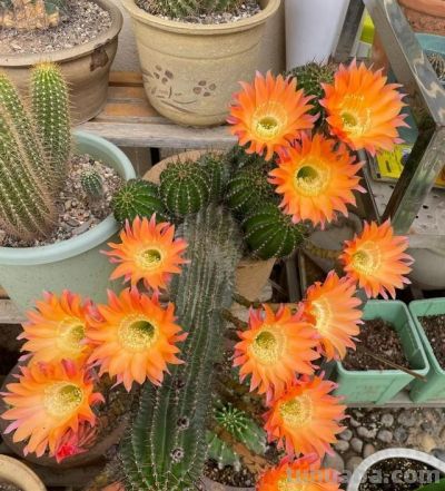 女子晒老妈养了19年的仙人球，网友：成精了，躺着也能“卷出圈” - 图画吧TUHUABA