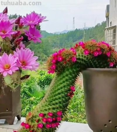 女子晒老妈养了19年的仙人球，网友：成精了，躺着也能“卷出圈” - 图画吧TUHUABA