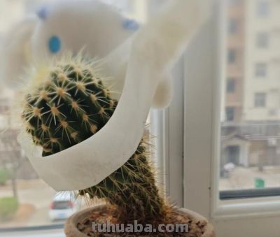 女子晒爷爷养了7年的“内耗型仙人球”：卷又卷不赢，躺又躺不平 - 图画吧TUHUABA