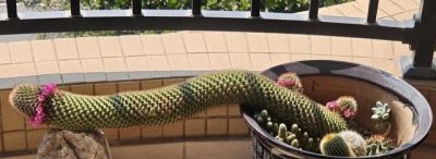 女子晒爷爷养了7年的“内耗型仙人球”：卷又卷不赢，躺又躺不平 - 图画吧TUHUABA