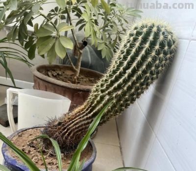 女子晒爷爷养了7年的“内耗型仙人球”：卷又卷不赢，躺又躺不平 - 图画吧TUHUABA