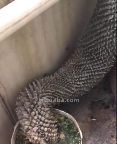 女子晒爷爷养了7年的“内耗型仙人球”：卷又卷不赢，躺又躺不平 - 图画吧TUHUABA