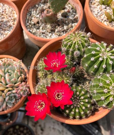 养仙人球，有“一点”非常关键，根系茁壮，顺利开花，又肥又壮 - 今日头条