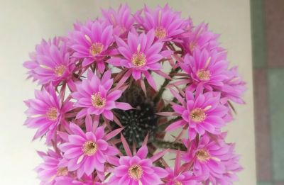 养仙人球，有“一点”非常关键，根系茁壮，顺利开花，又肥又壮 - 图画吧TUHUABA