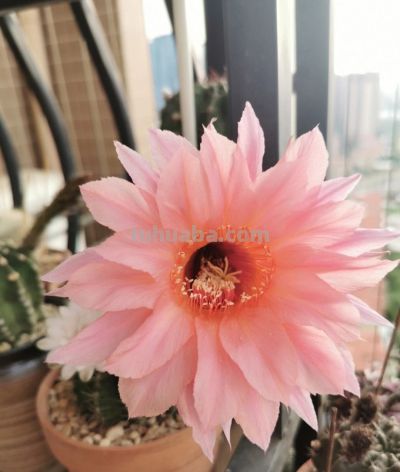 养仙人球，有“一点”非常关键，根系茁壮，顺利开花，又肥又壮 - 图画吧TUHUABA