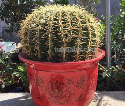 养仙人球，有“一点”非常关键，根系茁壮，顺利开花，又肥又壮 - 图画吧TUHUABA