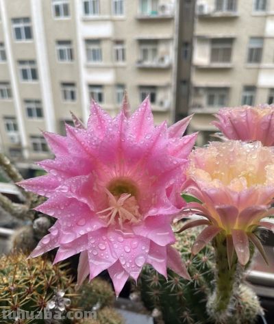 养仙人球，有“一点”非常关键，根系茁壮，顺利开花，又肥又壮 - 图画吧TUHUABA