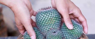 养仙人球，有“一点”非常关键，根系茁壮，顺利开花，又肥又壮 - 图画吧TUHUABA