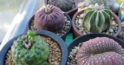 养仙人球，有“一点”非常关键，根系茁壮，顺利开花，又肥又壮 - 图画吧TUHUABA