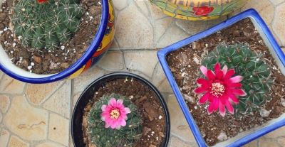 养仙人球，有“一点”非常关键，根系茁壮，顺利开花，又肥又壮 - 图画吧TUHUABA