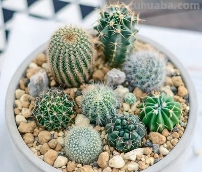 养仙人球，有“一点”非常关键，根系茁壮，顺利开花，又肥又壮 - 图画吧TUHUABA