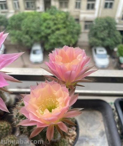 养仙人球，有“一点”非常关键，根系茁壮，顺利开花，又肥又壮 - 图画吧TUHUABA