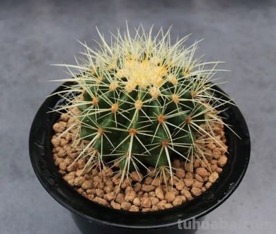 金琥仙人球怎么养？做到“3步”，胖乎乎圆滚滚，长到“脸盆大” - 图画吧TUHUABA