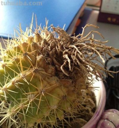 金琥仙人球怎么养？做到“3步”，胖乎乎圆滚滚，长到“脸盆大” - 图画吧TUHUABA