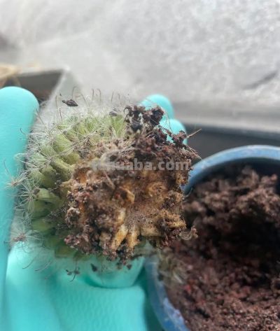 金琥仙人球怎么养？做到“3步”，胖乎乎圆滚滚，长到“脸盆大” - 图画吧TUHUABA