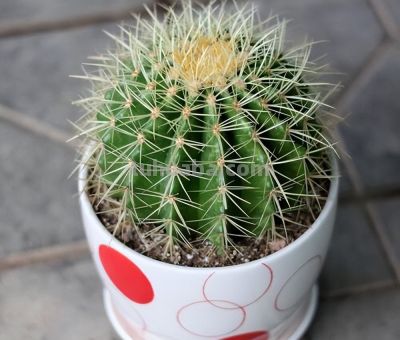 金琥仙人球怎么养？做到“3步”，胖乎乎圆滚滚，长到“脸盆大” - 图画吧TUHUABA