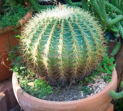 金琥仙人球怎么养？做到“3步”，胖乎乎圆滚滚，长到“脸盆大” - 图画吧TUHUABA