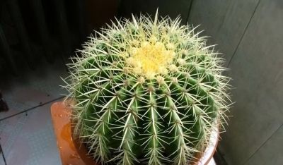 金琥仙人球怎么养？做到“3步”，胖乎乎圆滚滚，长到“脸盆大” - 图画吧TUHUABA