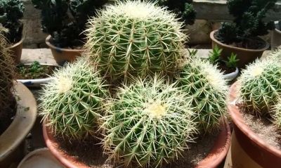 金琥仙人球怎么养？做到“3步”，胖乎乎圆滚滚，长到“脸盆大” - 图画吧TUHUABA