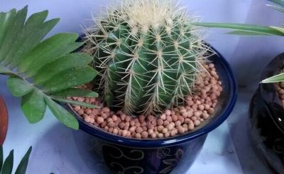 金琥仙人球怎么养？做到“3步”，胖乎乎圆滚滚，长到“脸盆大” - 图画吧TUHUABA