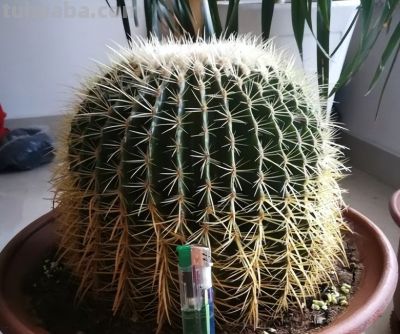 金琥仙人球怎么养？做到“3步”，胖乎乎圆滚滚，长到“脸盆大” - 图画吧TUHUABA