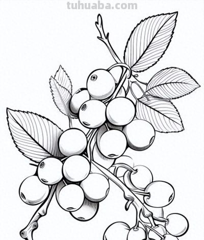 有手就能画！水果的简笔画线稿 - 今日头条