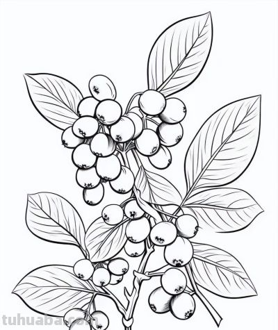 有手就能画！水果的简笔画线稿 - 图画吧TUHUABA