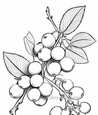 水果的简笔绘画线稿 - 图画吧TUHUABA