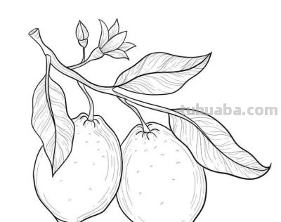 水果的简笔绘画线稿 - 图画吧TUHUABA