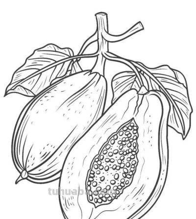 水果的简笔绘画线稿 - 图画吧TUHUABA