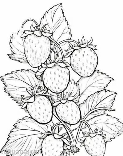 水果的简笔绘画线稿 - 图画吧TUHUABA