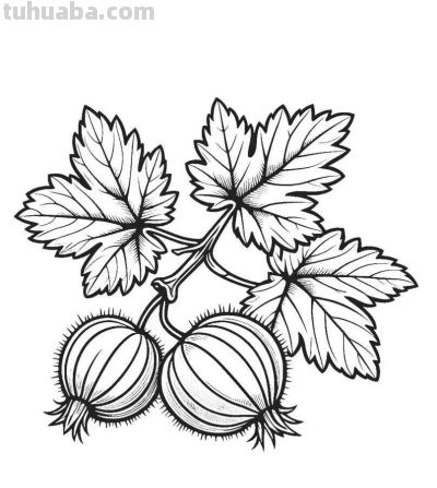 水果的简笔绘画线稿 - 图画吧TUHUABA