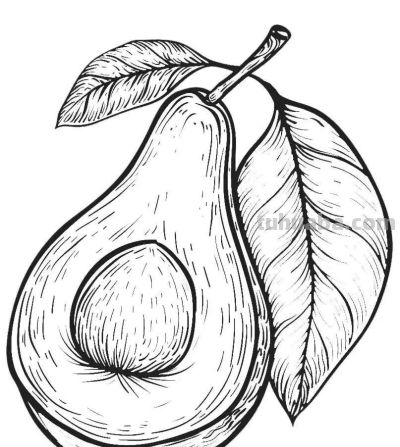 水果的简笔绘画线稿 - 图画吧TUHUABA