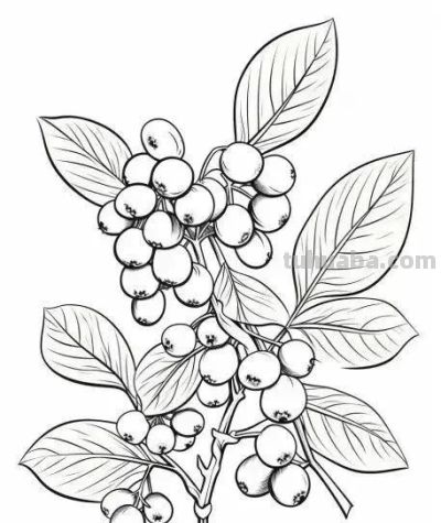 水果的简笔绘画线稿 - 图画吧TUHUABA