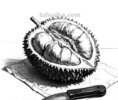 绘画丨水果合集 - 今日头条 绘画丨水果合集 - 图画吧TUHUABA