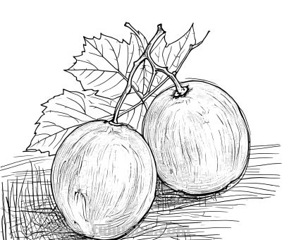 绘画丨水果合集 - 今日头条 绘画丨水果合集 - 图画吧TUHUABA