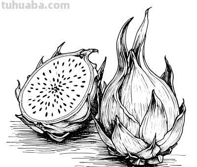 绘画丨水果合集 - 今日头条 绘画丨水果合集 - 图画吧TUHUABA