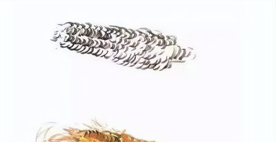 瓜果蔬菜，这么画水润！ - 图画吧TUHUABA