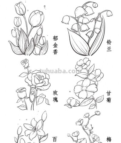 你要的花朵简笔画合集，快来一起临摹学习啦！ - 图画吧TUHUABA