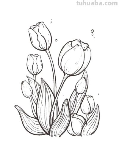 你要的花朵简笔画合集，快来一起临摹学习啦！ - 图画吧TUHUABA