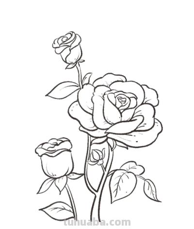 你要的花朵简笔画合集，快来一起临摹学习啦！ - 图画吧TUHUABA