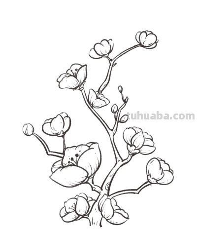 你要的花朵简笔画合集，快来一起临摹学习啦！ - 图画吧TUHUABA