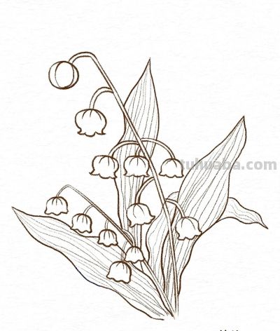 你要的花朵简笔画合集，快来一起临摹学习啦！ - 图画吧TUHUABA