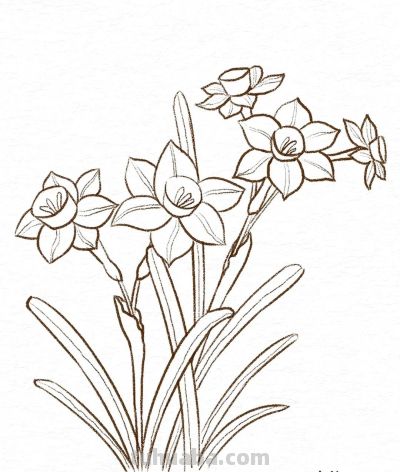 你要的花朵简笔画合集，快来一起临摹学习啦！ - 图画吧TUHUABA